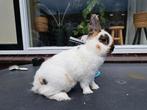Lotharinger dwerg ram, Dieren en Toebehoren, Konijnen, Mannelijk, Dwerg, 3 tot 5 jaar