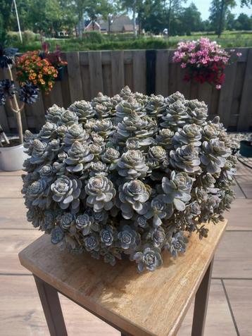 Orostachys iwarenge, "Chinese Dunce Cap".  beschikbaar voor biedingen