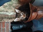 2 kittens ( zusjes ), Dieren en Toebehoren, Katten en Kittens | Overige Katten, Poes, Kortharig, 0 tot 2 jaar