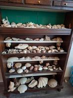 grote schelpen en koraal verzameling, Verzamelen, Mineralen en Fossielen, Ophalen, Schelp(en)