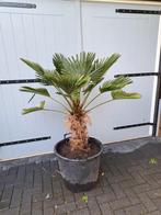 Trachycarpus wagnerianus palmboom, Volle zon, Ophalen of Verzenden, Palmboom