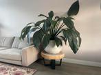 Mooie Lepelplant (Spathiphyllum) in pot, Ophalen, 100 tot 150 cm, Overige soorten, Halfschaduw