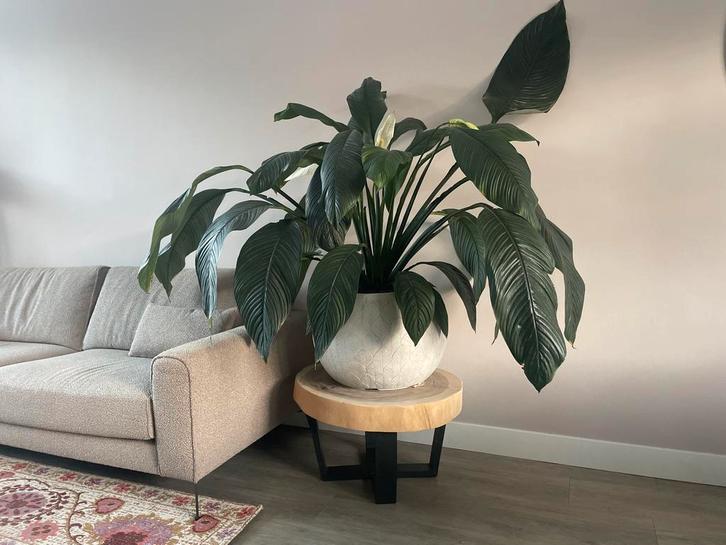 Mooie Lepelplant (Spathiphyllum) in pot, Huis en Inrichting, Kamerplanten, Overige soorten, 100 tot 150 cm, Bloeiende kamerplant