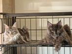 nestje main coon kittens verwacht eind augustus, Dieren en Toebehoren, Katten en Kittens | Raskatten | Langhaar