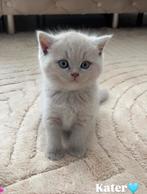 Kittens britse korthaar 25-06-2025, Dieren en Toebehoren, Katten en Kittens | Raskatten | Korthaar, Meerdere dieren, Ontwormd