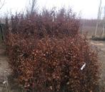 Groene beuk 40/60 tot 150cm Haag Fagus sylvatica, Ophalen, Beukenhaag, 100 tot 250 cm