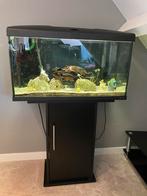 Aquarium Ferplast, Eheim 4+ buiten filter, led, verwarming, Ophalen, Gebruikt, Gevuld zoetwateraquarium