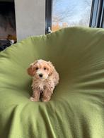 Maltipoo (Maltezer x Poedel) pups, Dieren en Toebehoren, Honden | Chihuahua's en Gezelschapshonden, Poedel, Nederland, CDV (hondenziekte)