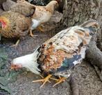 Wyandotte kriel haan Zalm, Dieren en Toebehoren, Pluimvee, Mannelijk, Kip