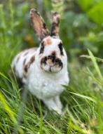 Konijn, Dieren en Toebehoren, Konijnen, Vrouwelijk, Middelgroot
