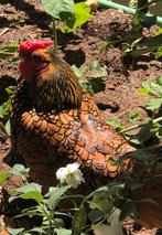 Sebright kiel haantjes, Dieren en Toebehoren, Pluimvee, Mannelijk, Kip