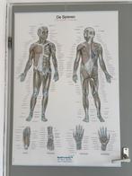 Anatomie spieren poster, Ophalen, Nieuw