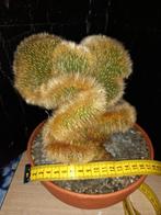 mooie cactus te koop of ruilen voor ferrocactus herrerae, Ophalen of Verzenden