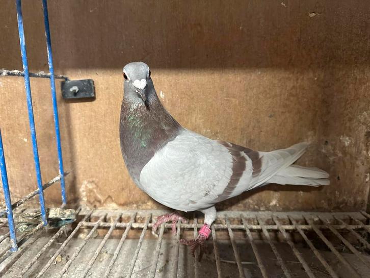 Prachtige duivin Bullens, Dieren en Toebehoren, Vogels | Duiven, Postduif, Vrouwelijk