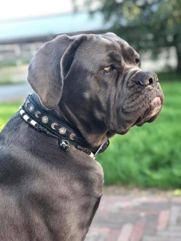 Honden Anti Vlooien- & Tekenband EM-X Kralen beschikbaar voor biedingen