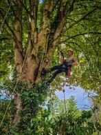 Boomverzorging, snoeien, advies en kappen, Diensten en Vakmensen, Tuinmannen en Stratenmakers