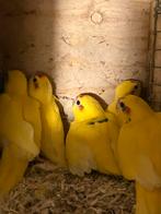Jonge gele kakariki s, Dieren en Toebehoren, Vogels | Parkieten en Papegaaien, Meerdere dieren, Parkiet, Geringd