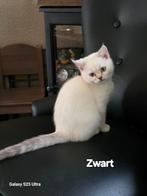 100 % zuiver Britse korthaar kittens volledig 💉 en gechipt, Dieren en Toebehoren, Katten en Kittens | Raskatten | Korthaar, Gechipt