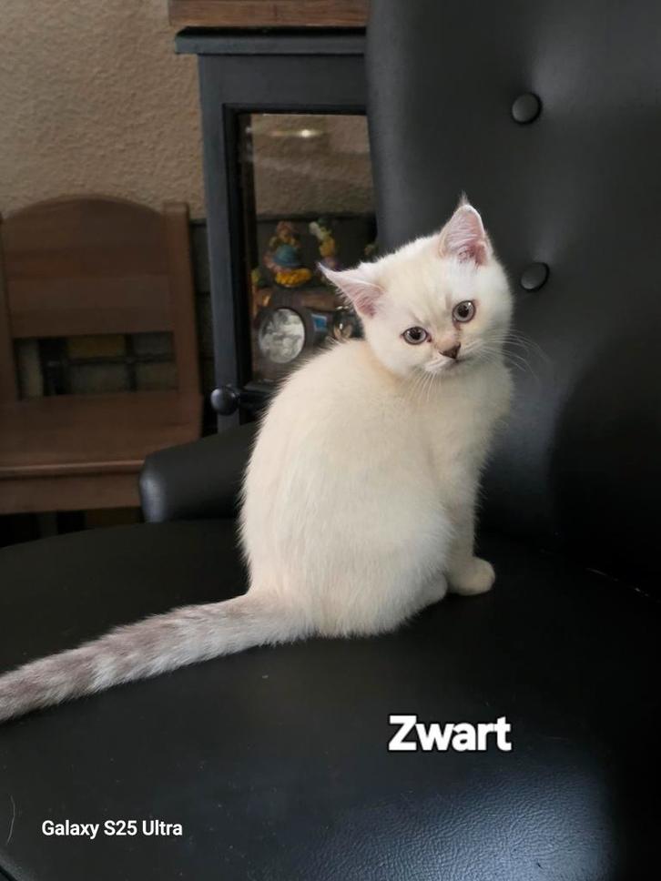 100% zuiver Britsekorthaar kitten 🩵 volledig 💉 en gechipt, Dieren en Toebehoren, Katten en Kittens | Raskatten | Korthaar, Gechipt