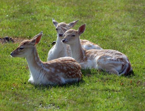 4 Jonge damherten gratis af te halen, Dieren en Toebehoren, Overige Dieren, Meerdere dieren, Na 1 juli 2024