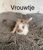 Konijntjes, Meerdere dieren, Dwerg