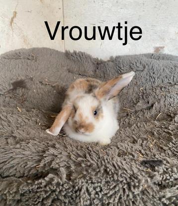 Konijntjes beschikbaar voor biedingen