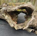 Decoratie hout / wortelhout, Dieren en Toebehoren, Reptielen en Amfibieën, Hagedis, 0 tot 2 jaar