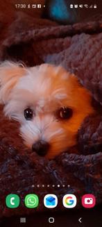 Puppy's maltezers, Maltezer, Reu, 8 tot 15 weken, CDV (hondenziekte)