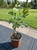 Bomen, Tuin en Terras, Planten | Bomen, Volle zon, Minder dan 100 cm, Zomer, Overige soorten