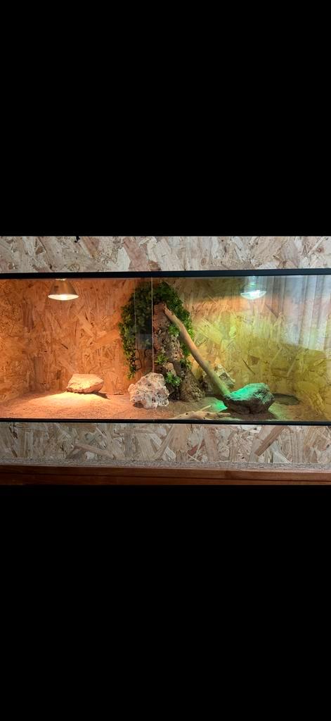 Terrarium 120x60x60 (€150 vaste prijs!), Dieren en Toebehoren, Reptielen en Amfibieën | Toebehoren, Nieuw, Terrarium of Paludarium