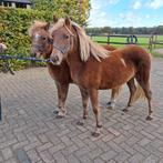 2 vosjes merrie, Dieren en Toebehoren, Pony's, Merrie, 0 tot 2 jaar, A pony (tot 1.17m), Gechipt