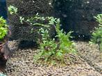 Crassipes sp. Aquariumplant, Ophalen of Verzenden, Plant(en), Steen of Hout