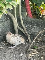 Japanse kwartel haan NATUURBROED, Dieren en Toebehoren, Pluimvee, Mannelijk, Overige soorten