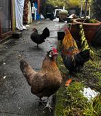 te koop Hollandse kriel : 3-1, Dieren en Toebehoren, Pluimvee, Meerdere dieren, Kip