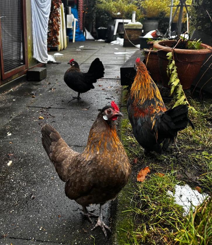 te koop Hollandse kriel : 3-1, Dieren en Toebehoren, Pluimvee, Kip, Meerdere dieren