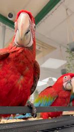 Jonge groenvleugel ara’s, Dieren en Toebehoren, Meerdere dieren, Papegaai, Pratend