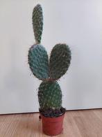 Opuntia Pylana - Schijfcactus / Konijnenoor H: 45 cm., Ophalen, Cactus, Minder dan 100 cm, Volle zon