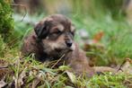 Te koop Tibetaanse mastiff x Tatra Poolse berghond pups pup, Dieren en Toebehoren, Rabiës (hondsdolheid), Overige rassen, 8 tot 15 weken