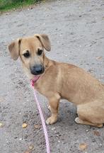 Giovanna, klein medium teckel mix teefje 4 maanden, Dieren en Toebehoren, Particulier, Rabiës (hondsdolheid), 15 weken tot 1 jaar