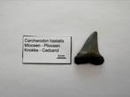 Carcharodon hastalis (2), Verzamelen, Mineralen en Fossielen, Ophalen of Verzenden, Fossiel