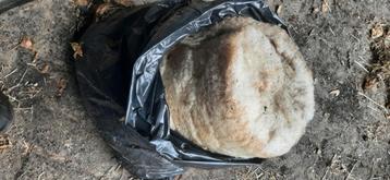 Walliser schwarznase wol/vacht beschikbaar voor biedingen