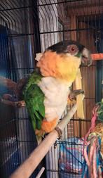 Broedrijpe zwartkop caique man, Dieren en Toebehoren, Vogels | Parkieten en Papegaaien, Mannelijk, Papegaai, Geringd