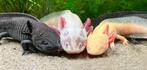 Axolotls met aquarium gezocht, Dieren en Toebehoren, 0 tot 2 jaar