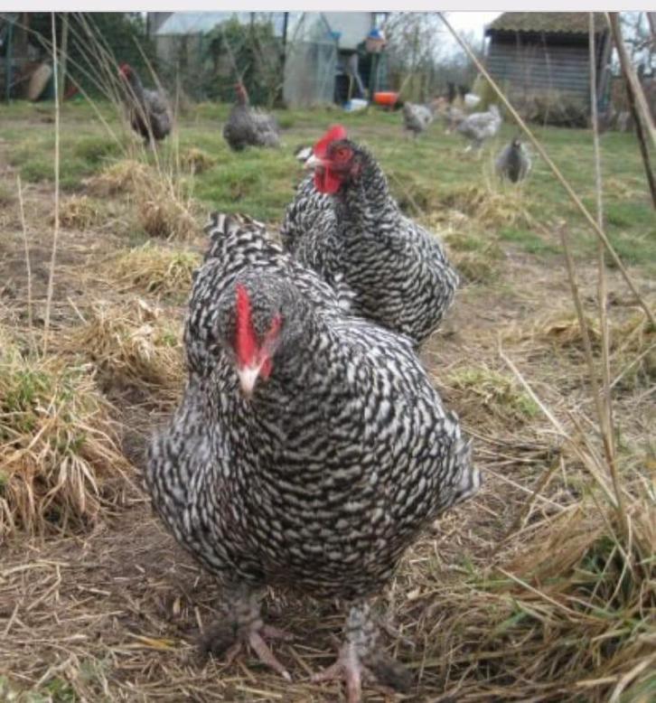 Prachtige jonge kippen, Dieren en Toebehoren, Pluimvee, Kip, Vrouwelijk