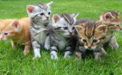 Gezocht: 2 kittens, Dieren en Toebehoren, Katten en Kittens | Overige Katten