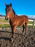 1 jarige hengst, Fynch Hatton x Negro, Niet van toepassing, Dressuurpaard, 0 tot 2 jaar, Hengst