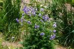 Jacobsladder, Polemonium caeruleum, Overige soorten, Volle zon, Vaste plant, Ophalen of Verzenden