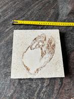 Zeldzaam Carpopenaeus garnaal fossiel uit Libanon, Ophalen