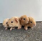 leuke baby cavia's, Dieren en Toebehoren, Knaagdieren, Juni, Mannelijk, Cavia