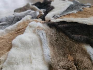 Konijnenvachten in alle kleuren  beschikbaar voor biedingen
